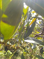 Sideroxylon salicifolium