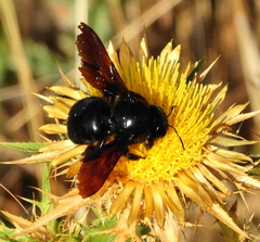 Xylocopa