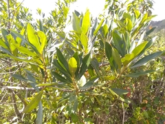 Sideroxylon salicifolium