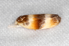 Piloprepes anassa