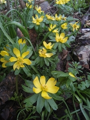 Eranthis