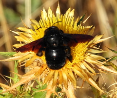 Xylocopa