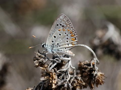 Polyommatus celina