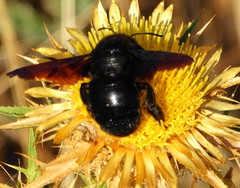 Xylocopa