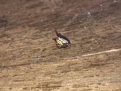 Gasteracantha cancriformis