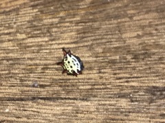 Gasteracantha cancriformis