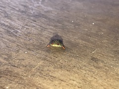 Gasteracantha cancriformis