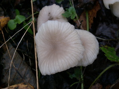 Marasmius wynneae