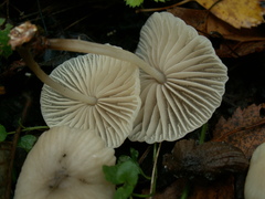 Marasmius wynneae