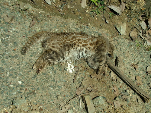 Leopardus image