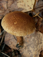 Mallocybe