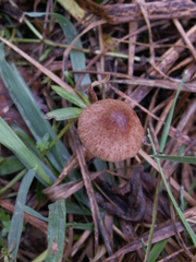 Conocybe semiglobata