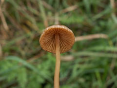 Conocybe semiglobata