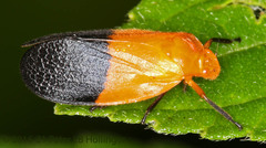 Sphenorhina rhodopepla