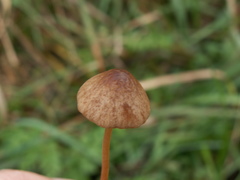 Conocybe semiglobata