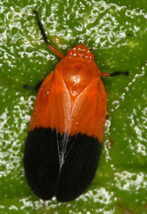 Sphenorhina rhodopepla
