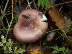 Russula turci