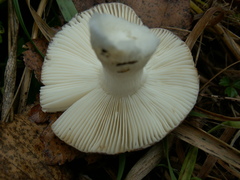 Russula turci