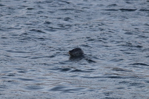 Harbour Seal
