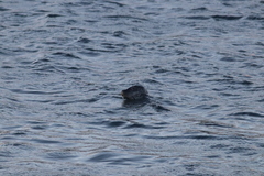 Harbour Seal