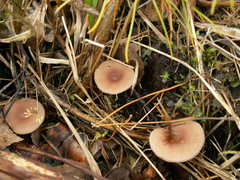 Lactarius subdulcis