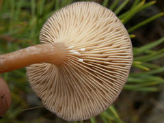 Lactarius subdulcis