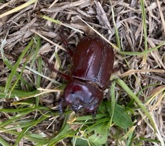 Heterogomphus bourcieri