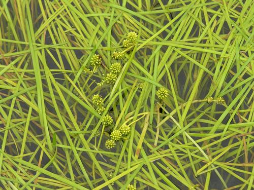 Image of Sparganium hyperboreum by (c) Todd Boland, some rights reserved (CC BY)