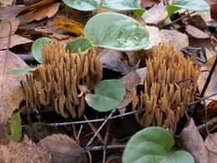 Phaeoclavulina flaccida