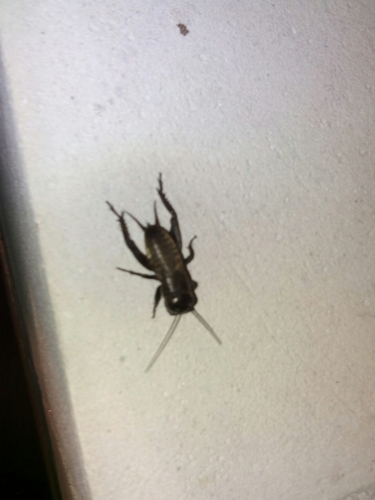 Gryllus campestris