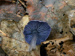 Entoloma euchroum