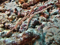 Corythoichthys ocellatus