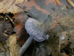 Entoloma euchroum