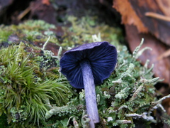 Entoloma euchroum