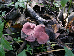 Lactarius lilacinus
