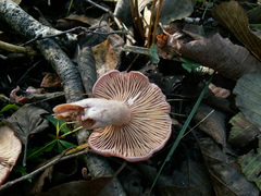 Lactarius lilacinus