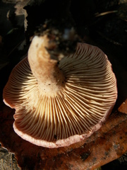 Lactarius lilacinus