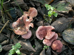 Lactarius lilacinus