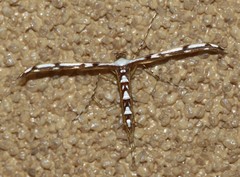 Cosmoclostis aglaodesma