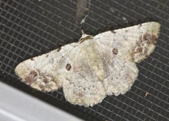 Aeolochroma quadrilinea