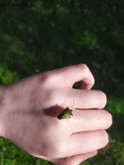 Acanthosoma haemorrhoidale