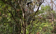 Lepidothrix velutina