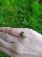 Acanthosoma haemorrhoidale