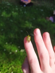 Acanthosoma haemorrhoidale