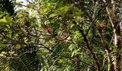 Lepidothrix velutina