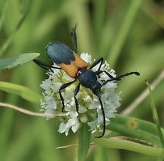 Chrysoprasis basalis