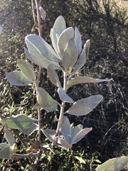 Eriodictyon tomentosum