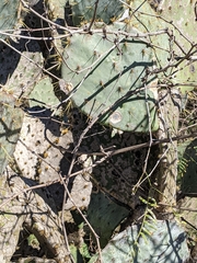 Phyllosticta concava