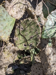 Phyllosticta concava