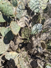 Phyllosticta concava